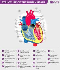 Blood vessels are the channels or conduits through which blood is distributed to body tissues. Human Circulatory System Organs Diagram And Its Functions