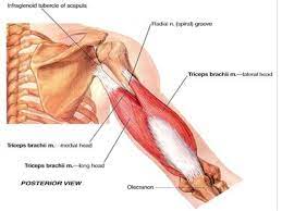 Muscles of the arm and forearm. Anatomy Of Posterior Compartment Of The Arm