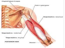 Muscles of the posterior compartment of the forearm. Anatomy Of Posterior Compartment Of The Arm