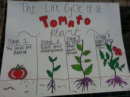 life cycle of tomato plant life cycles third grade