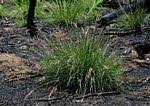 Image result for Melinis macrochaeta