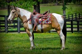 Buckskin horses paint horses for sale 3 results. 001 Thor Buckskin Tobiano Apha Gelding For Sale Horse Of My Dreams