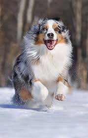 Pin By Deniz Yarali On Dogs And Puppies Australian Shepherd Dogs Aussie Dogs Australian Shepherd