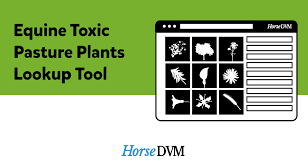 Lookup Which Plants And Weeds Are Poisonous To Horses Using Our Easy Toxic Plants Lookup Tool It Includes Photos Plants For Chickens Poisonous Plants Plants