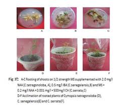 Image result for Cyamopsis serrata