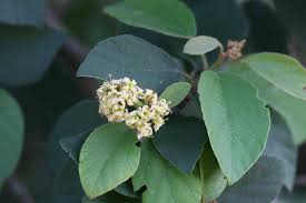 Image result for Cordia monoica