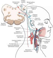 The Origin And Distribution Of The Vagus Nerve Image Nervous System Parts Cranial Nerves Medical Anatomy