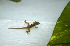 Natural Repellents For Lizards Natural Repellent Lizard Get Rid Of Lizards