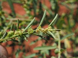 Image result for Phyllanthus maderaspatensis