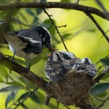 Image result for Nidorella auriculata
