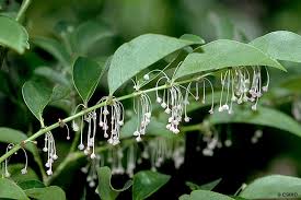 Image result for Phyllanthus confusus