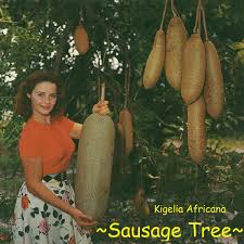 Image result for Kigelia africana