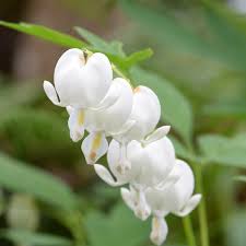 Image result for Dicentra spectabilis alba