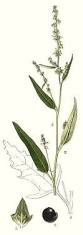 Image result for Atriplex patula
