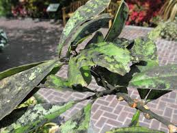 See verified pictures of white mold & get the knowledge you need to get rid of it. Black Mildew And Sooty Mold