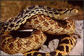 It is currently considered a subspecies of the gopher snake (pituophis catenifer). Bullsnake Pituophis Catenifer Sayi Cosewic Assessment And Status Report 2017 Canada Ca