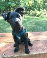Maybe you would like to learn more about one of these? Jack Russel Terrier Pom Cross Jack Russell Terrier Jack Russell I Love Dogs