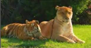 Biggest Liger Ever Tiger Vs Liger Extra Size Of Liger The Largest Tiger Big Cat Names Cat Names Cat Species