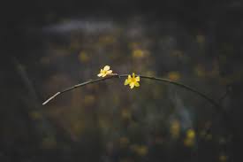 We did not find results for: David Cabrera Central Park Flowers