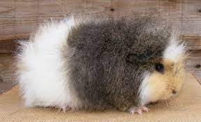 Pin On Guinea Pigs