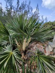 Image result for Leucothrinax morrisii