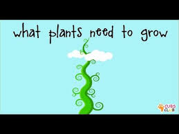 What Are The Five Things A Plant Needs To Grow A Seed Needs Five Things Soil Water Space Sun Teaching Plants Plant Life Cycles Kindergarten Plant Lessons