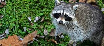 Do Raccoons Eat Cats Protecting Pets From Wildlife Abc Blog
