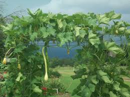 Maybe you would like to learn more about one of these? Photo Of Climbing Zucchini Tromboncino Cucurbita Moschata Tromba D Albenga Plants Squash Trellis Pumpkin Trellis