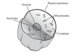 Maybe you would like to learn more about one of these? Identify Two Cell Structures That Are Missing From Clara S Model And The Function Of Those Cell Brainly Com