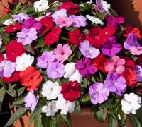 These beautiful shade flowers will also help bring hummingbirds to your yard. Top 10 Summer Bedding Plants Thompson Morgan