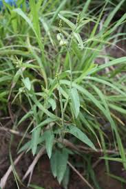 Image result for Tragia adenanthera