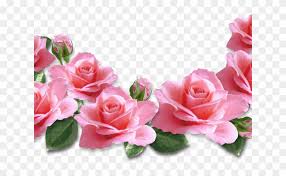 You can freee download bunga transparent backgrounds png images,bunga png clipart images,bunga free png picture and bunga png photo hd,bunga png format files in. Rose Clipart Transparent Background Bunga Mawar Pink Png 659785 Pikpng