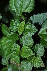 Image result for Pilea rivularis