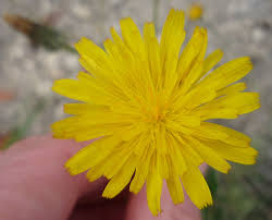 Image result for Hypochaeris