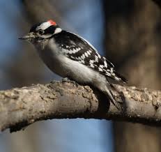 Backyard Birds Of New Jersey Field Guide More Winter Birds Pine Siskin Downy Woodpecker American Goldfinch Downy Woodpecker Birds Bird Photo