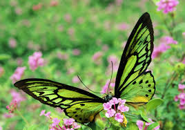 Resultado de imagen de Mariposa dorada y verde