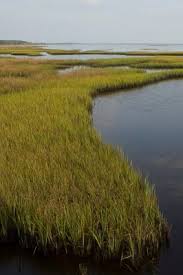 Image result for Volkiella disticha