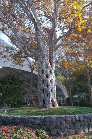 Gilroy Gardens Circus Trees And More Family Amusement Park Axel Erlandson Shaped Tr Gilroy Gardens Travel Inspiration Wanderlust Adventure Travel Wanderlust