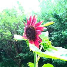 茶色の花のおしゃれな ひまわり ムーランルージュ 種まき栽培記録 鈴木ややブログ