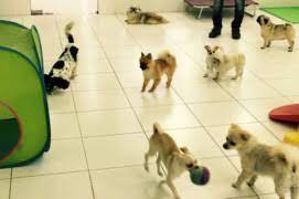 Whether it be for daycare or overnight boarding, your dog will thank you! Where To Leave Your Pet When On Vacation Uae Gulf News