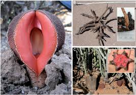 Image result for Hydnoraceae