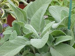 Image result for Bergia salaria