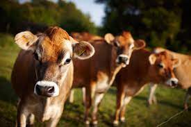 Jersey Cows Jersey Cattle The Secret Of Jersey Milk Visit Jersey