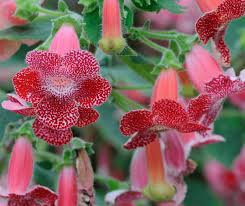 Image result for Streptocarpus sp.nov. aff. S. grandis