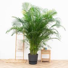 Image result for Dypsis lutescens