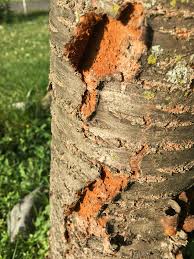 The most recognized of these are the stately black cherry tree, prunus chokecherry thrives throughout most of the us, advantageously forming thickets around edges. Cherry Tree Peeling Ask An Expert