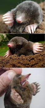 Alternative Gardning How To Get Rid Of Moles Gardening Tips Garden Garden Projects
