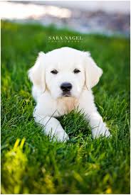 Find golden retriever puppies and breeders in your area and helpful golden retriever information. English Golden Retriever Puppy English Golden Retriever Puppy Dog Photograph Puppy Portraits