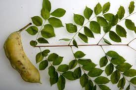 The are great for landscaping and urban settings because they are tolerant to salt. Kentucky Coffee Tree Kentucky Coffeetree Mdc Teacher Portal