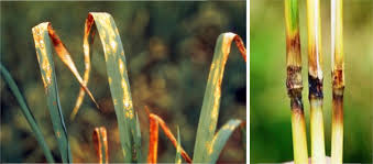 Image result for Oryza barthii